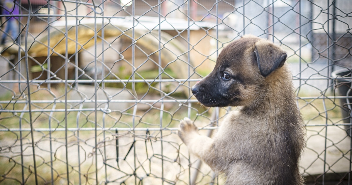 Mintegy 350 000 lejnyi bírságot rótt ki a megyei rendőrség állatvédelmi osztálya nyolc hónap alatt